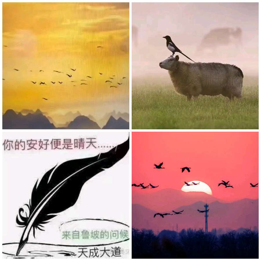 【经典推荐】鲁坡//老戎更喜晚霞图[笃信明宵梦会圆]（图3）