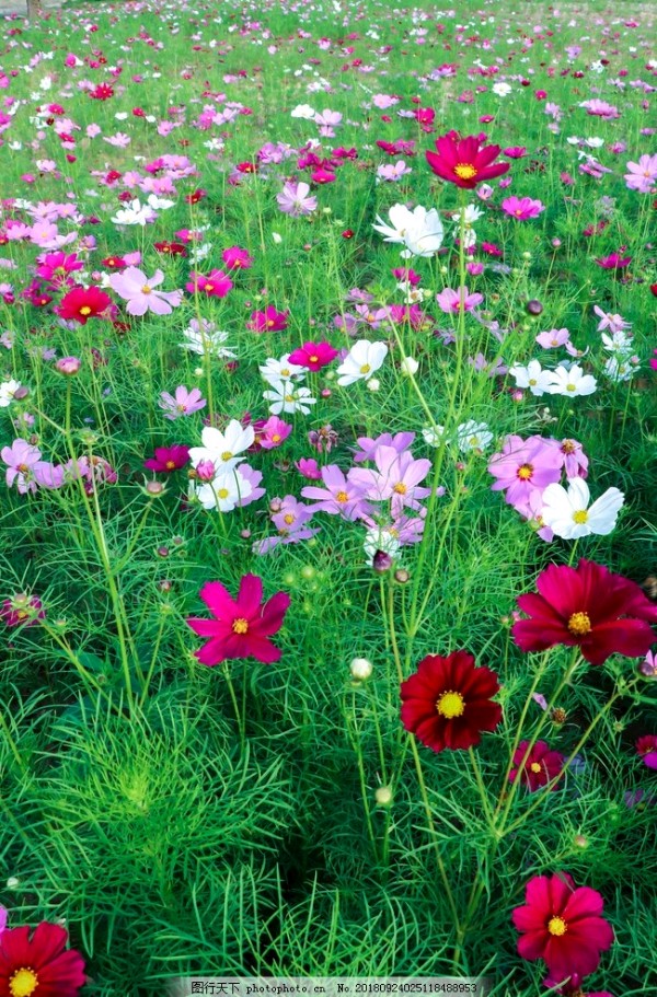 【荣耀中国】格桑花作者/开心(内蒙古赤峰)（图2）