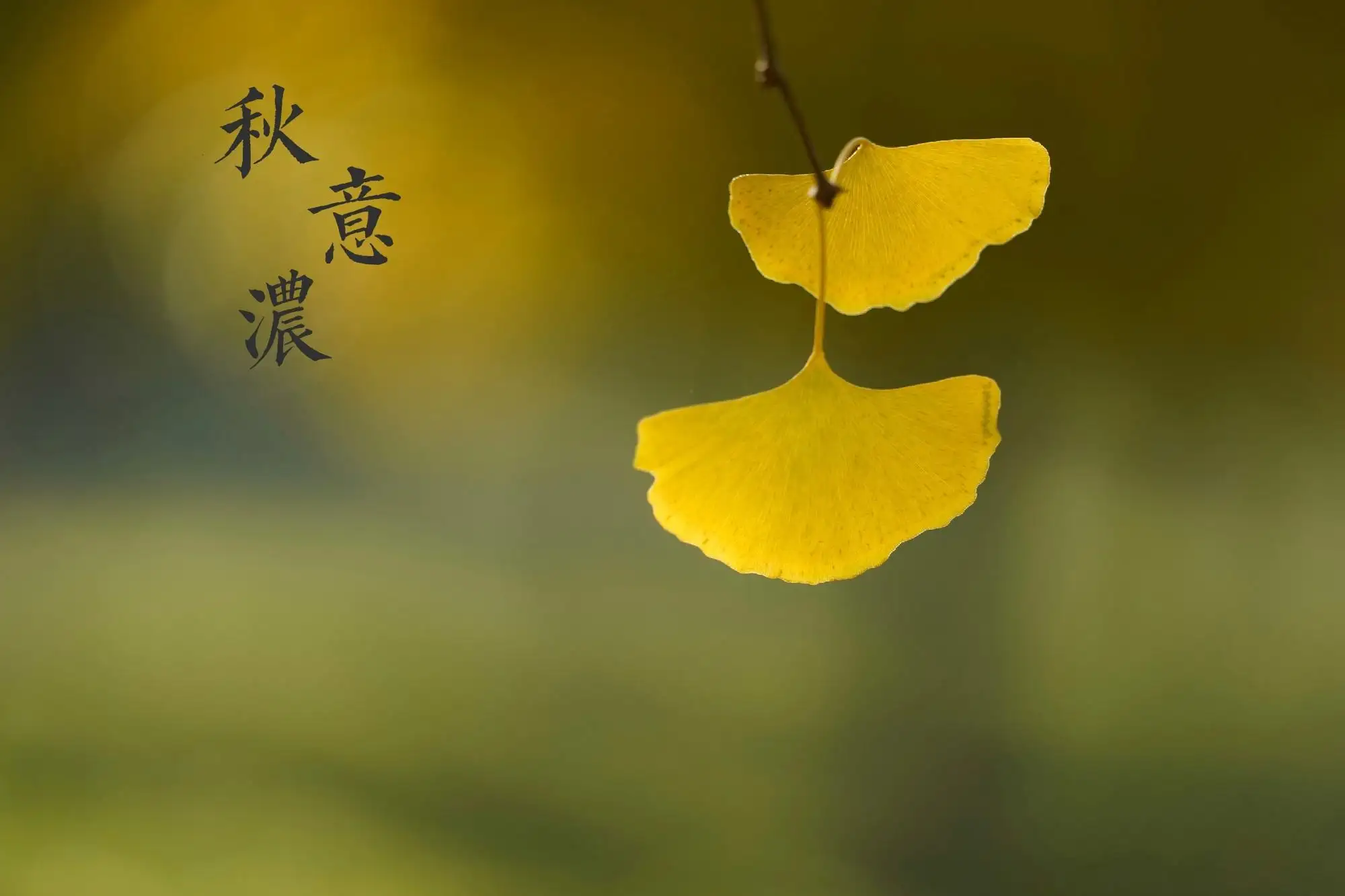 【枫雅汇看图约诗】诗人陈江《284期》(秋 我拿什么奉献给你)(图4)