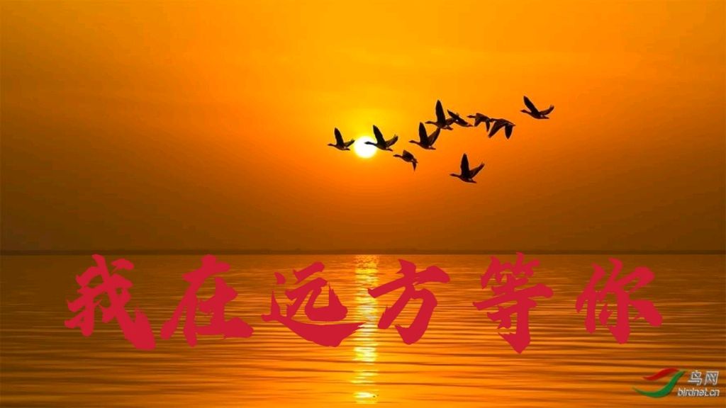 【重磅推出】鲁坡//我在远方等你（图3）