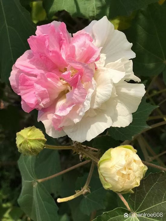 七绝·拒霜花（文/冯清明）……莲叶之珠文学社
