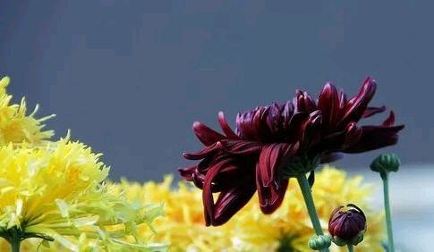 缅怀恩师“孟庆国”～诗||李耀文（图15）