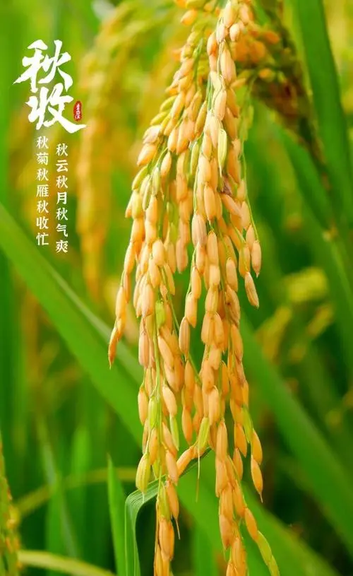 七律-看神州盛世中秋～诗||徐国民（图14）