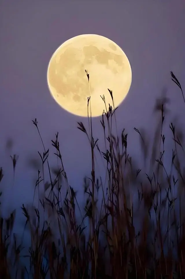 请欣赏《秋夜你最美》作者/三丫 主播/田心 编辑/看海【中国长江文学社】有声文学平台【第10064期】（图6）