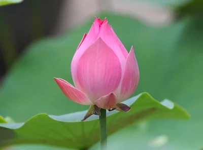 【上海文学社】邓济洲咏荷诗词十首（六）