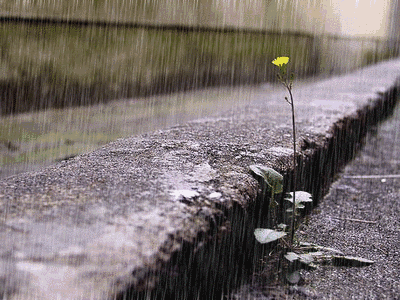 藁城诗协第五十五期同题诗【秋雨】（图9）