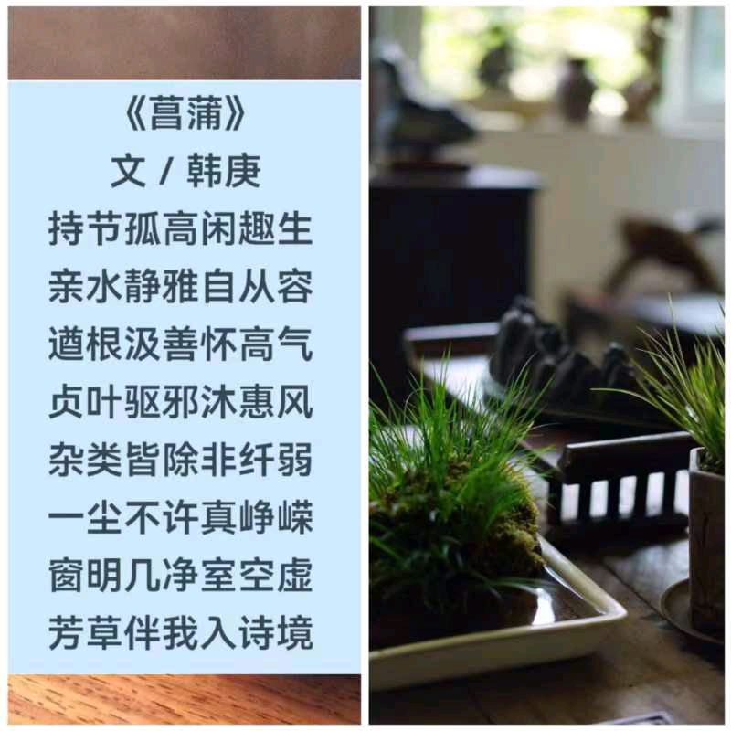 韩庚的《菖蒲》