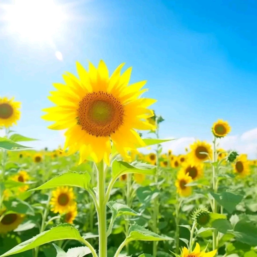 聂冬丽的《七律•教师节》