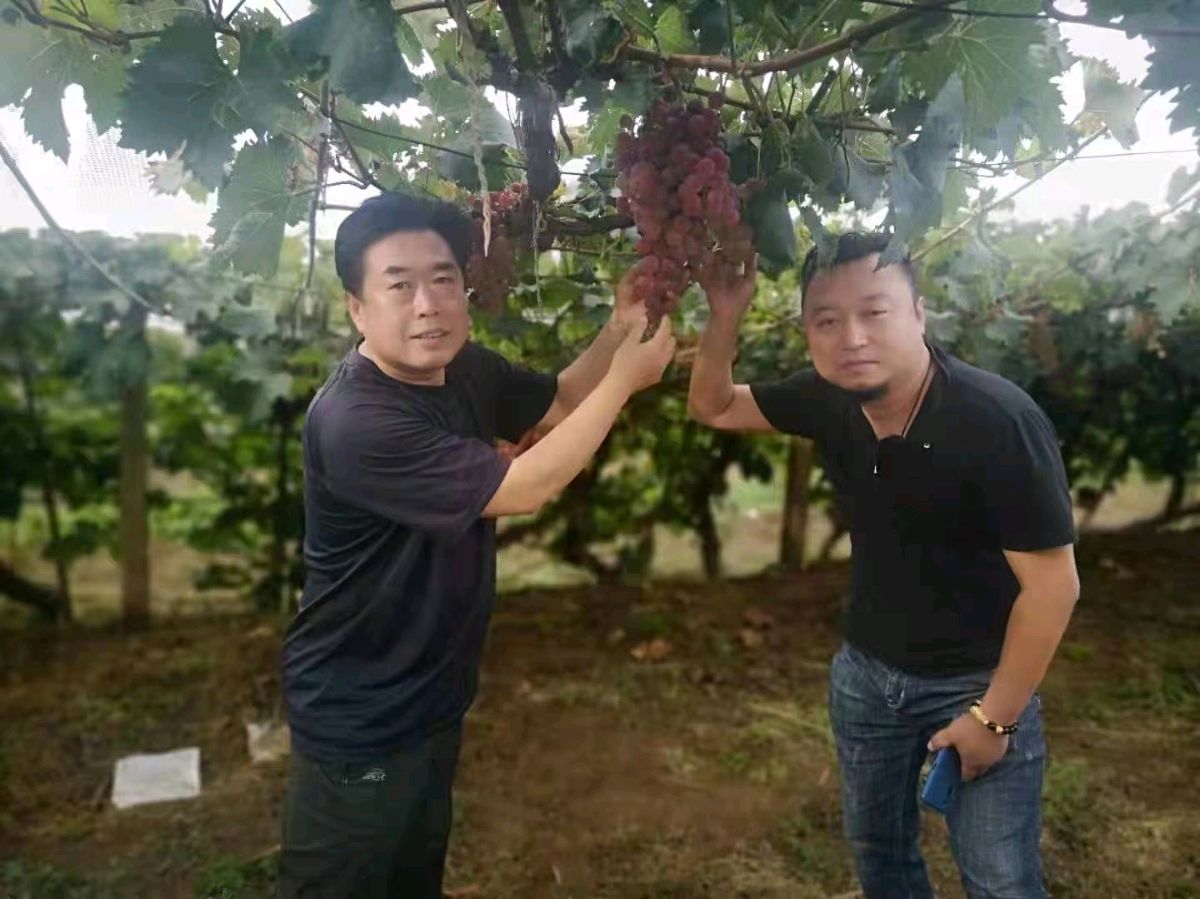 《春华秋实有感》 文/蔡凤武（图6）