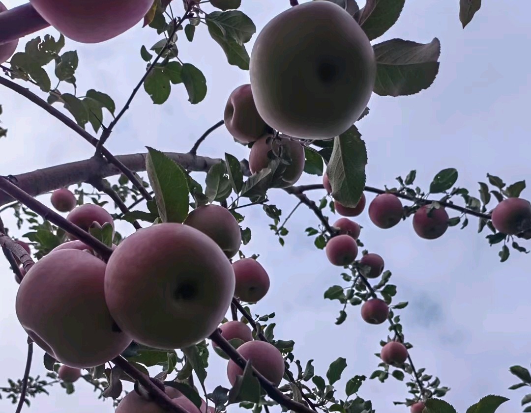 收获的季节（图2）