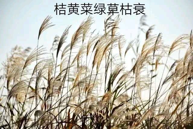 《许峰诗歌研究院》诗词歌赋欣赏【总第208期】（图16）
