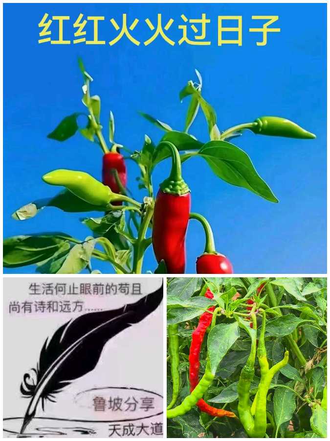 【重磅推出】鲁坡//七律•秋色流丹[写在中秋圆月时]秋韵系列作品展（图4）