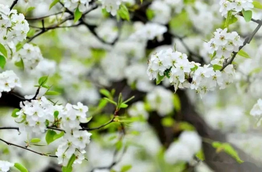 风花雪月题吟（图5）