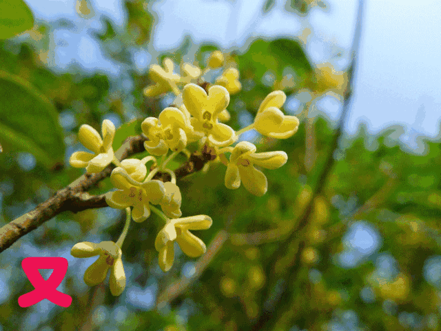 【神都诗社】龙门诗苑第021期《桂花》(图7)