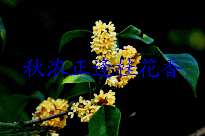 【神都诗社】龙门诗苑第021期《桂花》(图10)