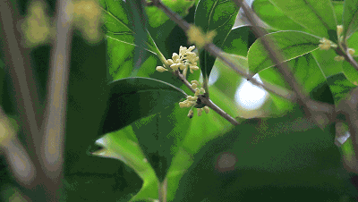 【神都诗社】龙门诗苑第021期《桂花》(图15)