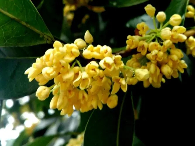 桂花1.webp (1) 桂花1.webp (1)