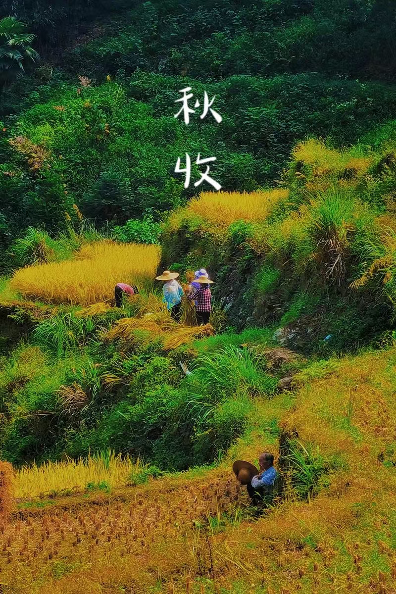 南柯子·秋收抒怀（文/许碧霞）……莲叶之珠文学社