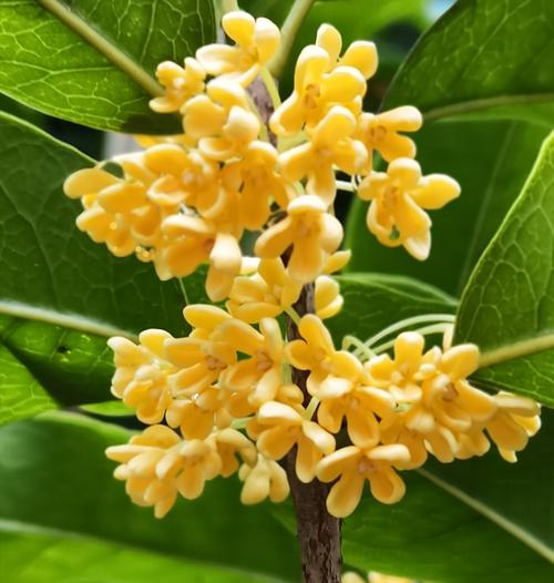【神州源流诗苑】第1235期佳词周刊(图6)