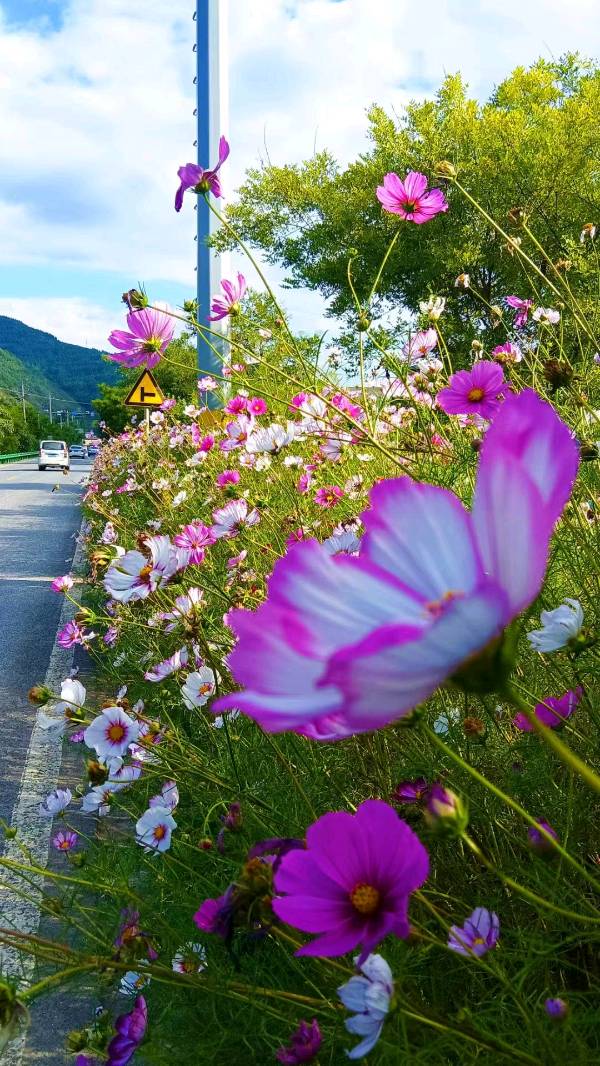 【名家精品】宕昌山水 仲秋美景//作者:水云居士//《华夏思归客》征稿//都市头条（图4）