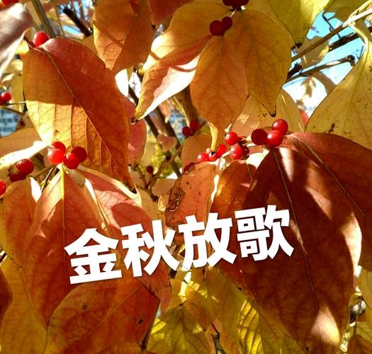 【重磅推出】鲁坡//梦圆当在甲辰秋[秋韵抒怀]系列作品展（图14）
