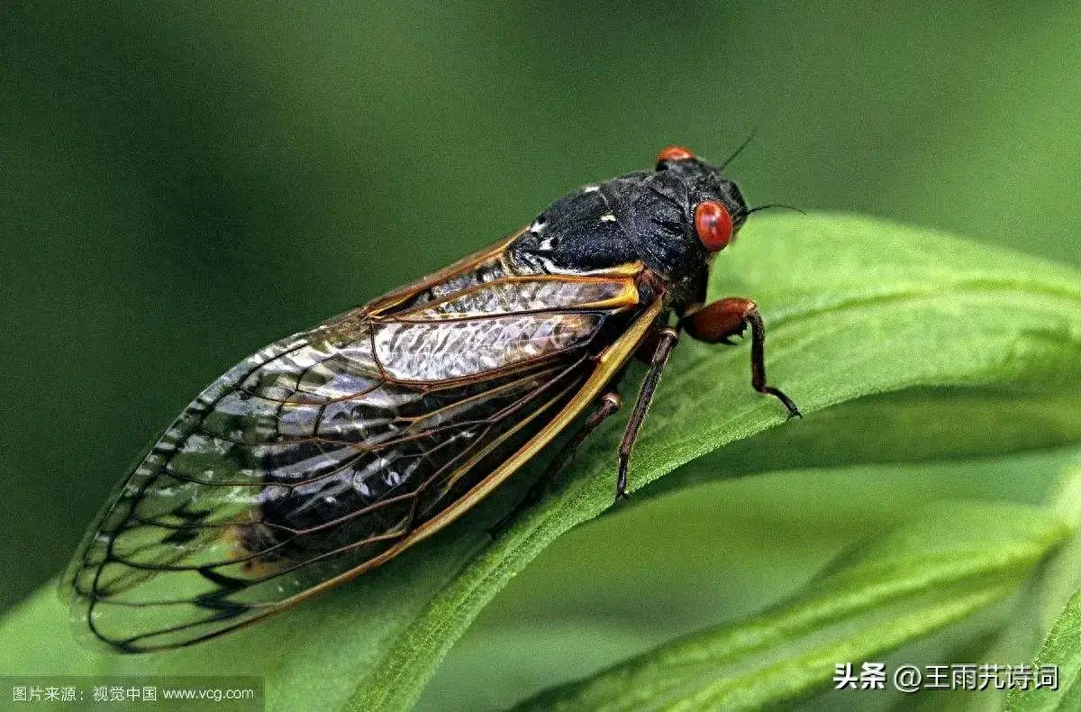 【红色文化】主编:润牙子(图2)