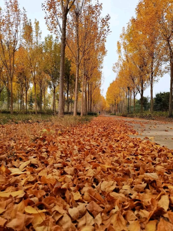 【红色文化】主编:润牙子（图5）
