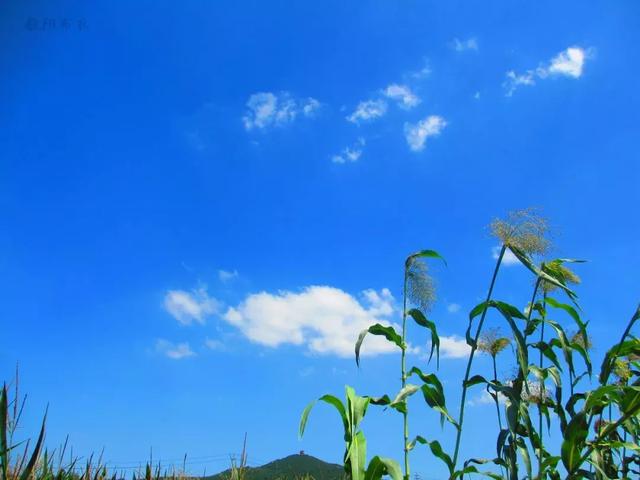 藏头诗:秋高气爽文/王俊杰(天津)（图3）
