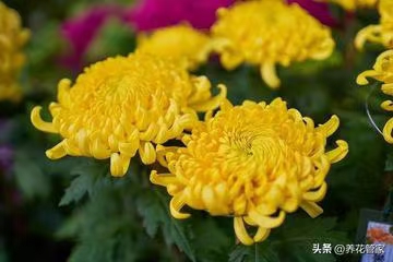 七绝·赏菊（文/冯清明）……莲叶之珠文学社