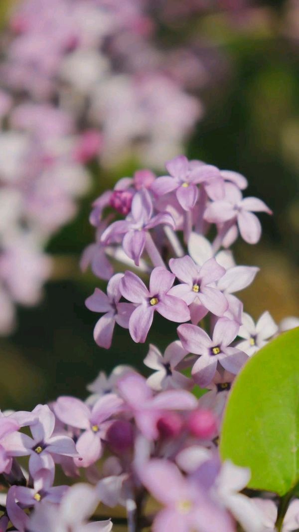 聆听 ‖ 恬淡静雅朗诵《丁香花开》作者/刘伙力（图6）