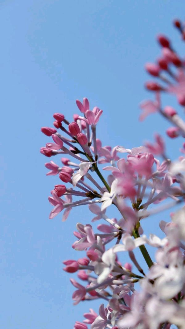 聆听 ‖ 恬淡静雅朗诵《丁香花开》作者/刘伙力（图4）