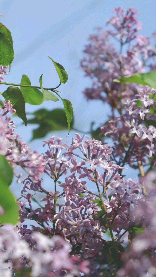 聆听 ‖ 恬淡静雅朗诵《丁香花开》作者/刘伙力（图8）