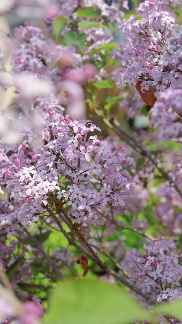 聆听 ‖ 恬淡静雅朗诵《丁香花开》作者/刘伙力（图7）