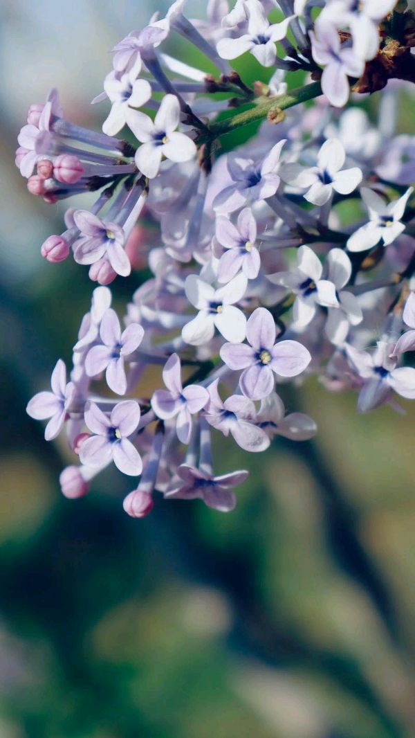 聆听 ‖ 恬淡静雅朗诵《丁香花开》作者/刘伙力（图5）