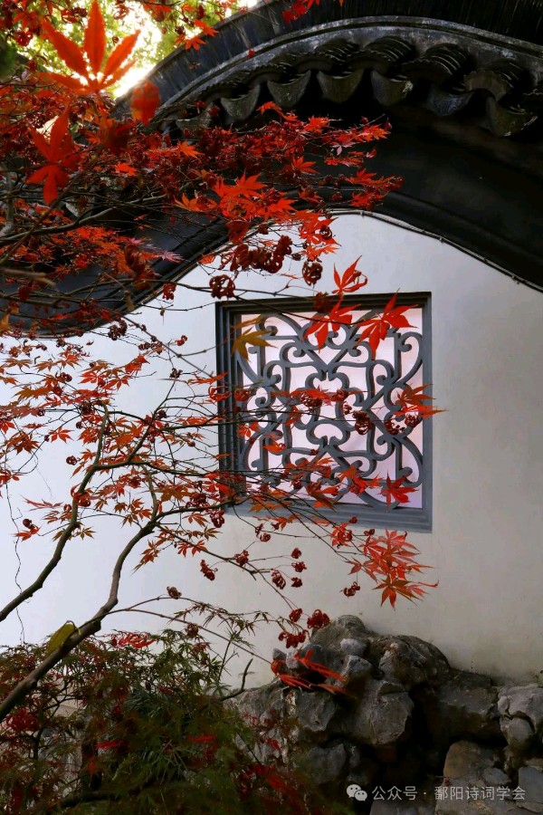 自由诗:《赏花叹》文/杨子钦（图2）