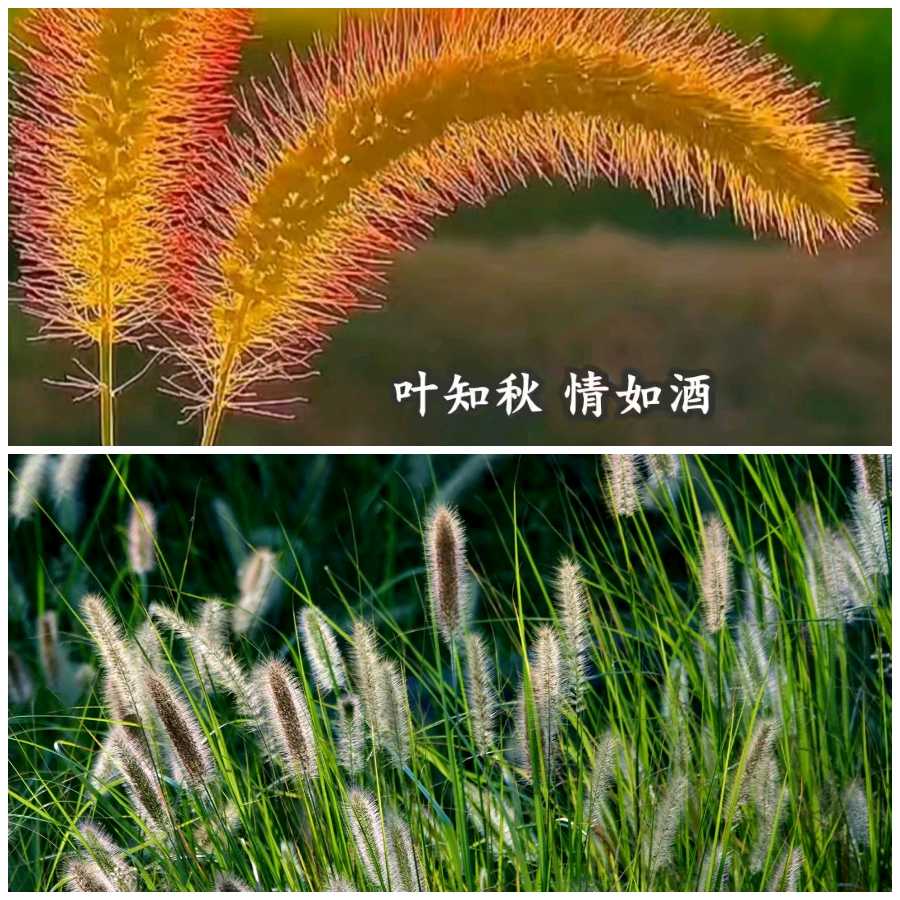 【重磅推出】鲁坡//敢询正义在何方[秋韵抒怀]（图4）
