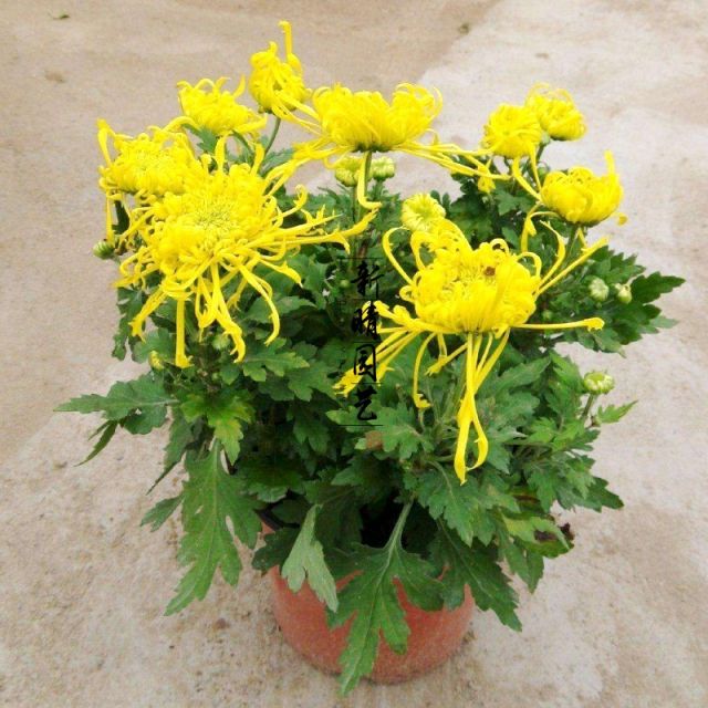 七绝·菊花吟（文/邹晓华）……莲叶之珠文学社（图4）