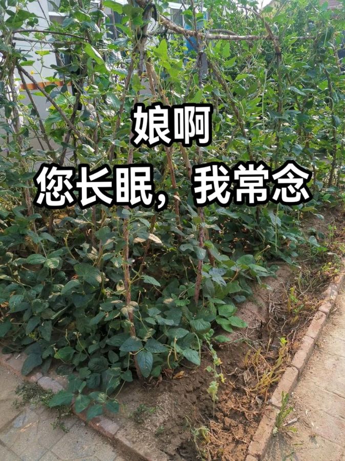 【红色文化】专栏/主编/润牙子（图7）