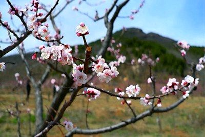 聆听 ‖ 梦缘梦朗诵《杂咏诗词六首》作者/朱海明（图6）