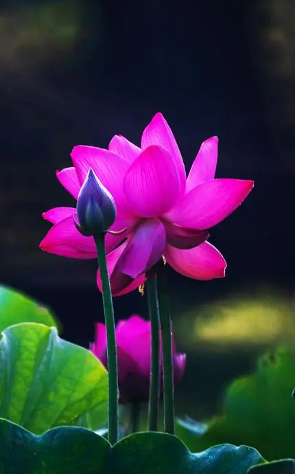 东方书剑的《荷花赋》