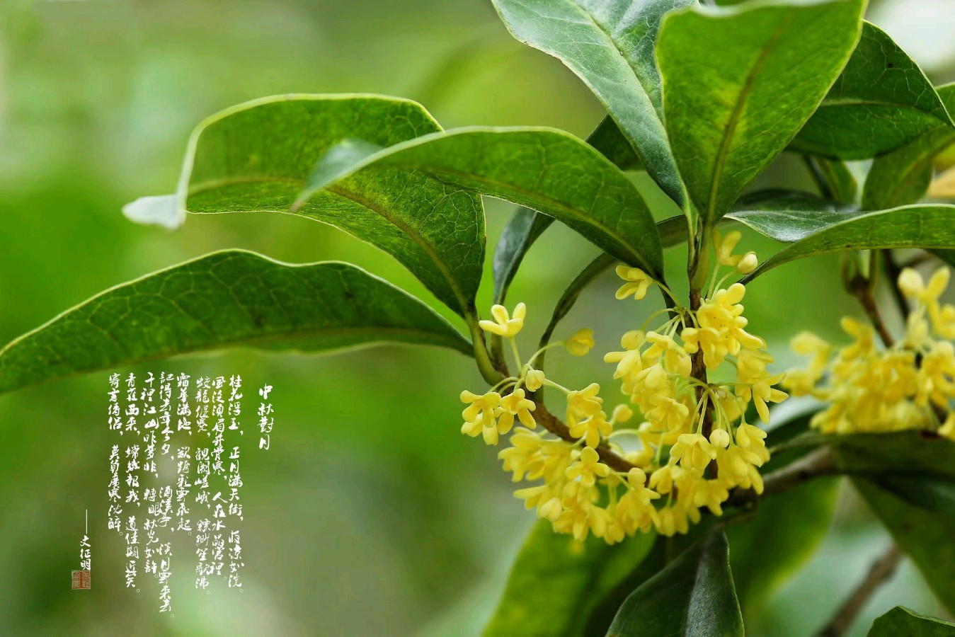 【国风湖南】第51期 一轮圆月半轮秋（图8）