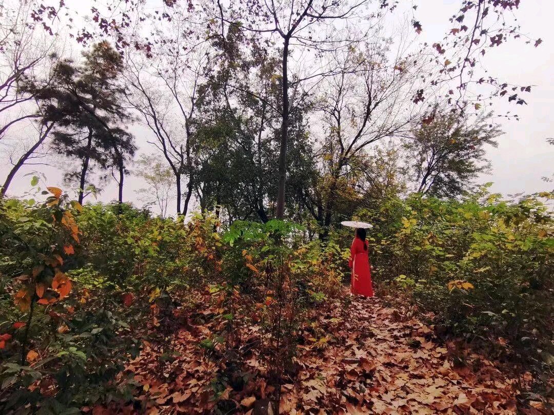 《思念写在深秋处》作者/王庆福 合诵/铁微/紫金茉莉 主编/胡琴