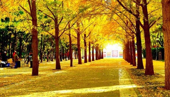 孙述考、王保江文二篇……莲叶之珠文学社(图4)