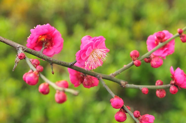 【中华好诗词】分享（山东诸城）优秀诗人沈沛忠诗一组请欣赏（图4）