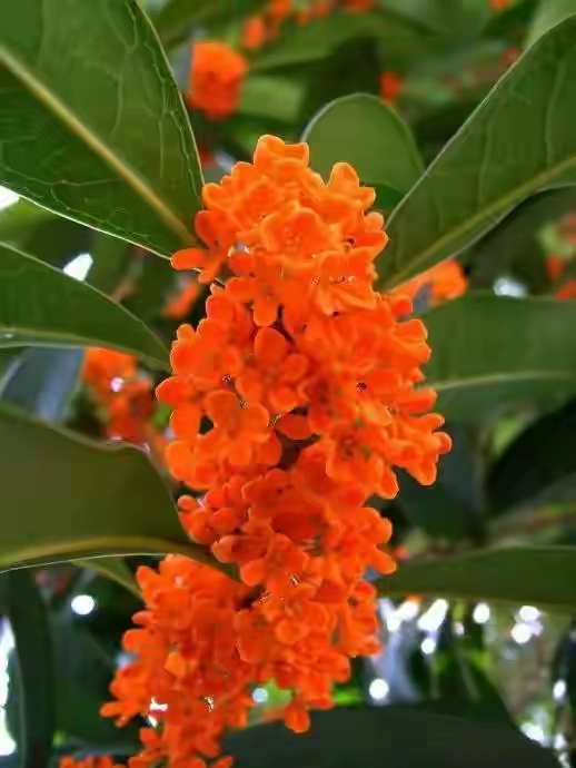 桂花再赋（文/孙述考）/修行在世：点滴之间皆大事（文/王保江）……莲叶之珠文学社