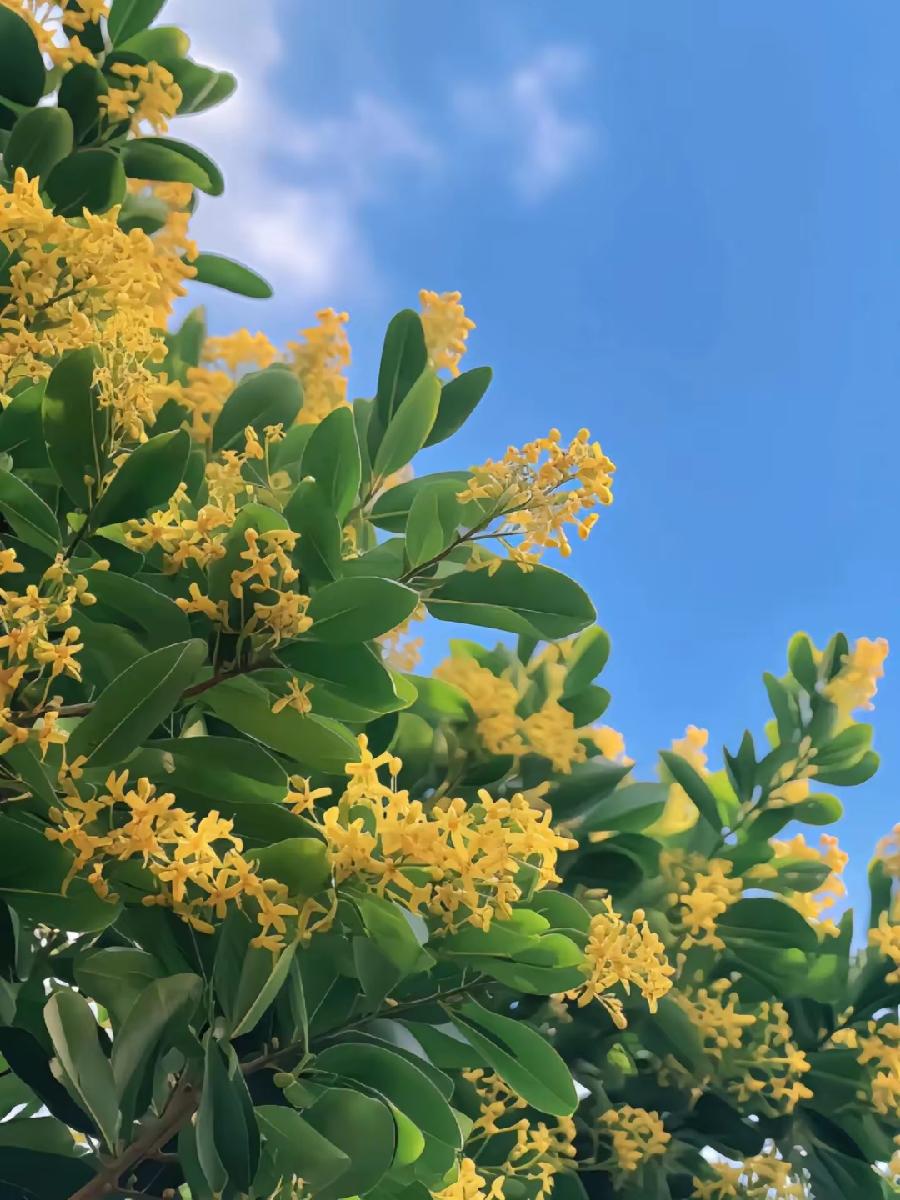 桂花再赋（文/孙述考）/修行在世：点滴之间皆大事（文/王保江）……莲叶之珠文学社（图7）