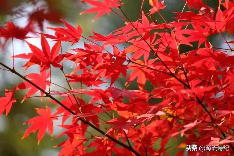 【神州源流诗苑】第1241期优秀近体诗周刊