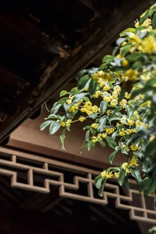 《无 题》作者/鲁妮 诵读/老菩提（图8）