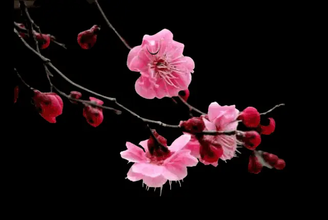 【神都诗社】第101期《梅花》(图20)