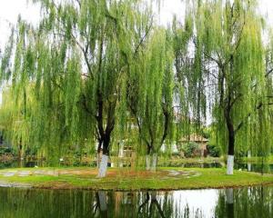 《秋柳》《新村》田兴才（图3）